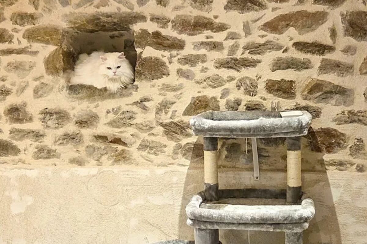 aménagement pension pour chats dans les Monts du Lyonnais